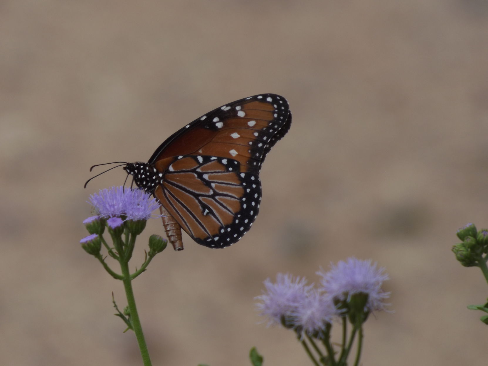 Butterfly in Picture Rocks